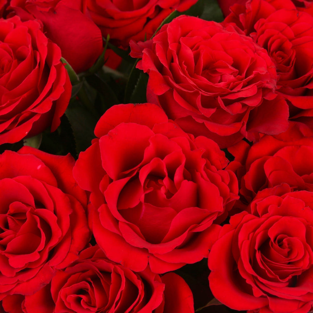 Sträuße aus roten Rosen