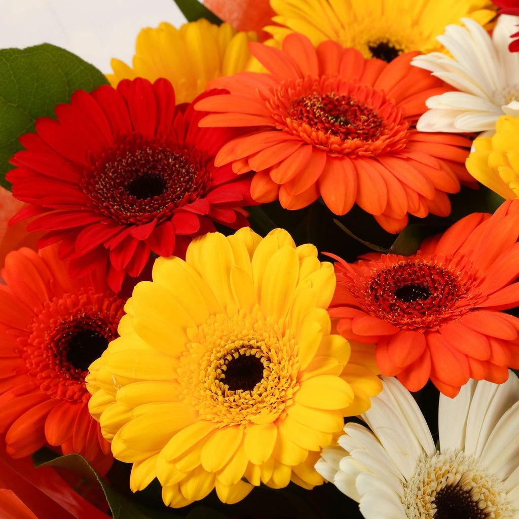 Ein besonderer Gerbera-Gänseblümchenstrauß