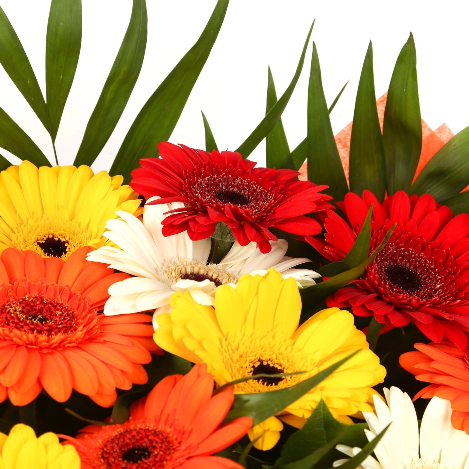 Ein besonderer Gerbera-Gänseblümchenstrauß